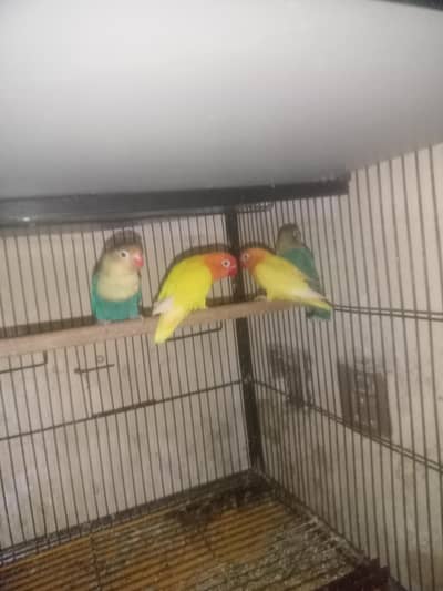 Lovebirds