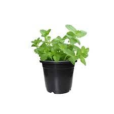Fresh Mint Plant  Healthy & Ready to Grow