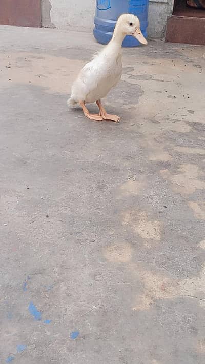 ducks