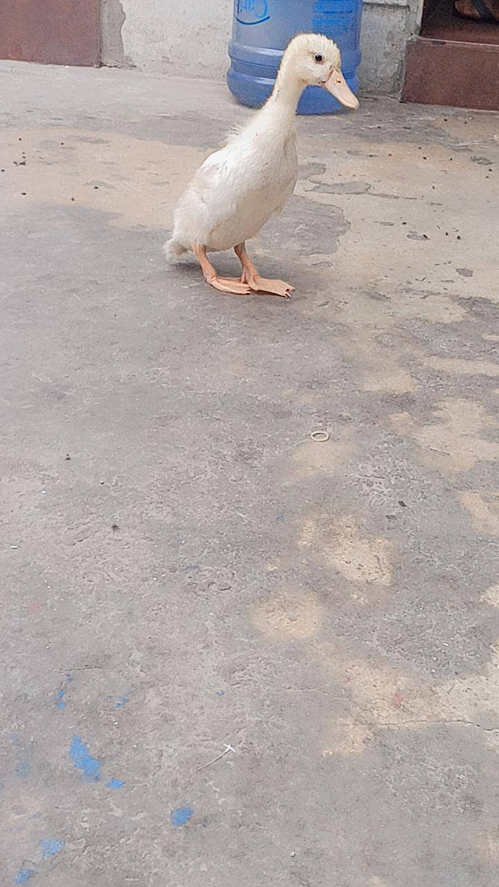 ducks 0