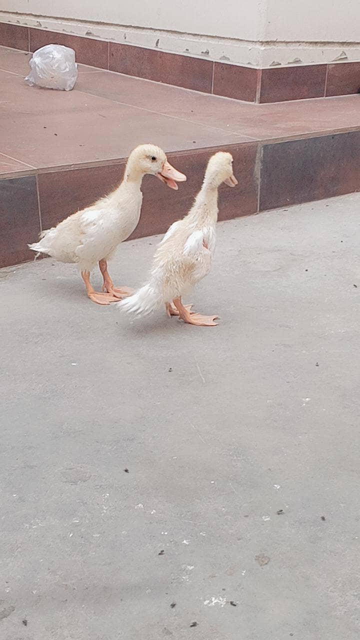 ducks 1