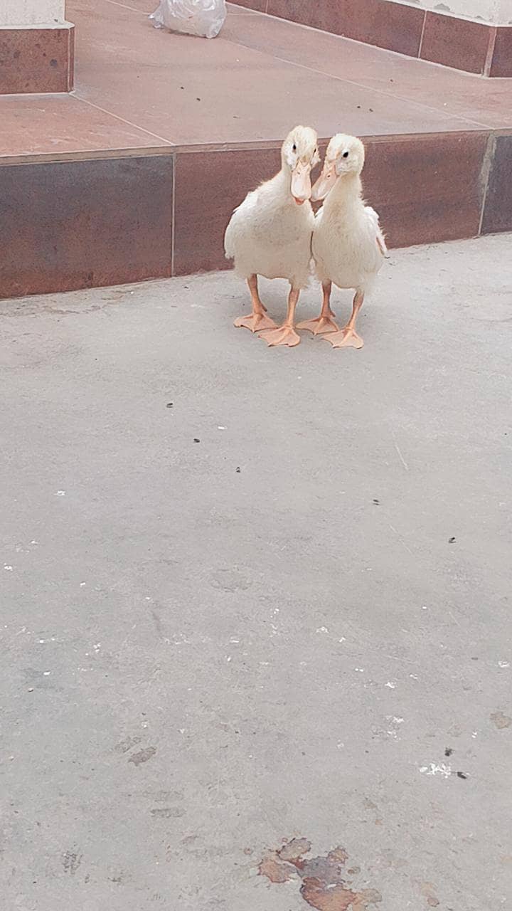 ducks 2