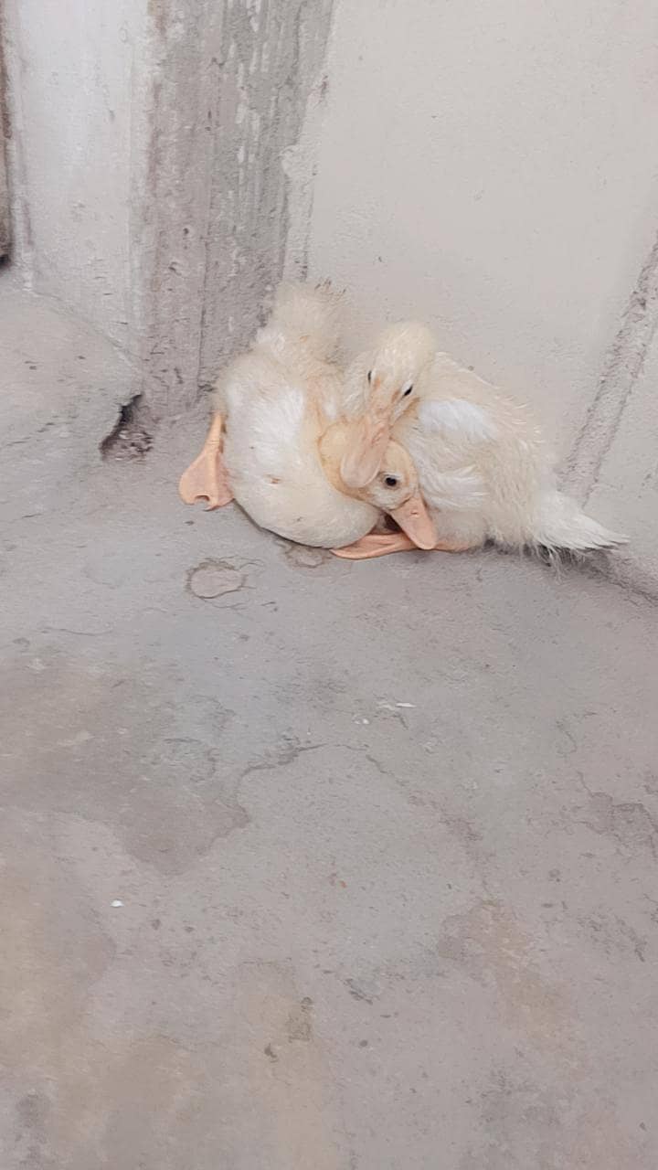 ducks 3