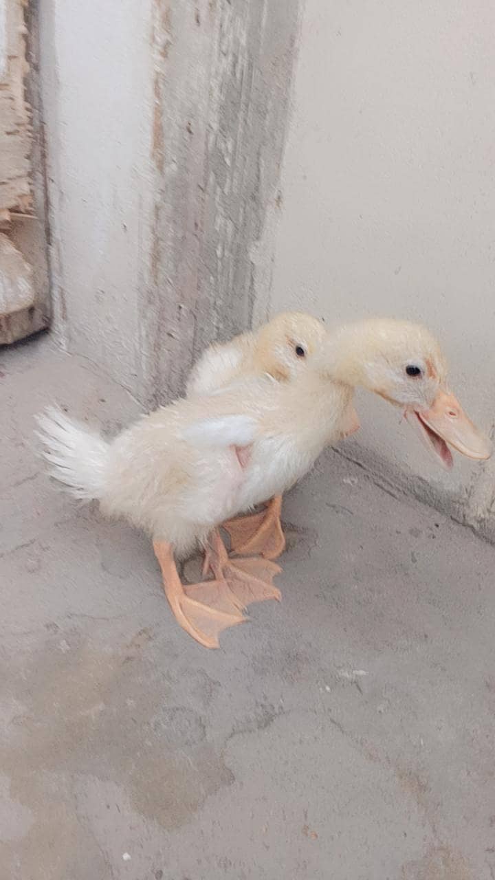 ducks 4