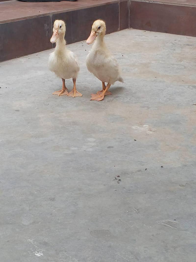 ducks 5