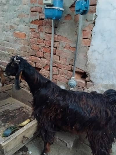qurbani ka bakra