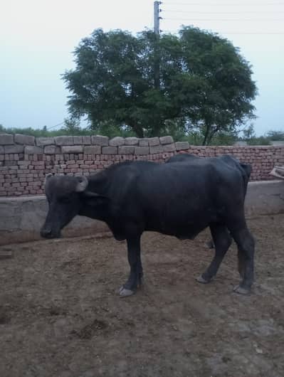 qurbani for sale