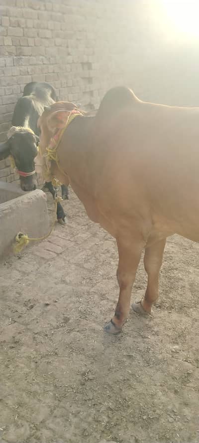 Desi bull for sale