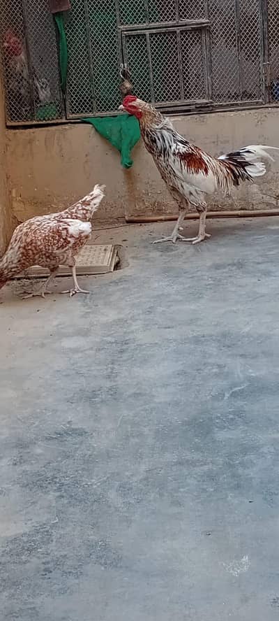 aseel murga murgi pair