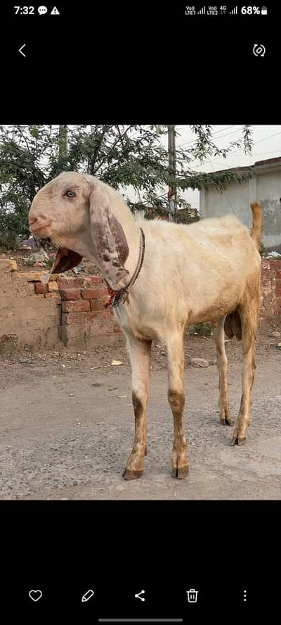 Qurbani ka bakra