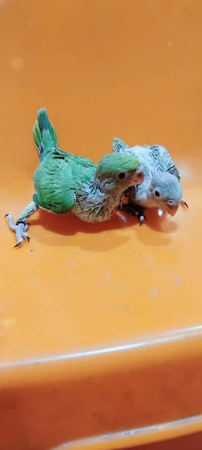 ringneck chicks