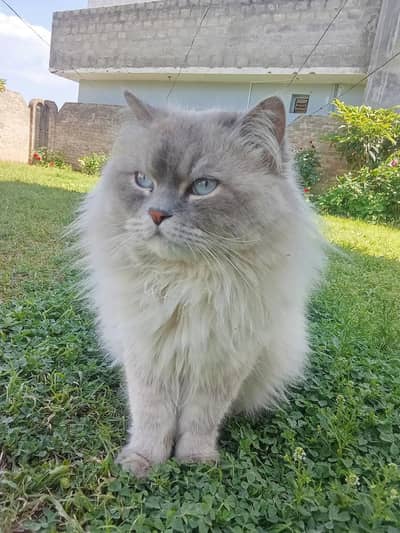 Persian Kitten