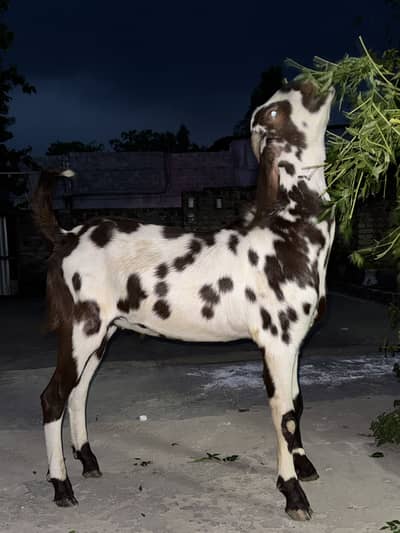 Punjabi bakra for sale
