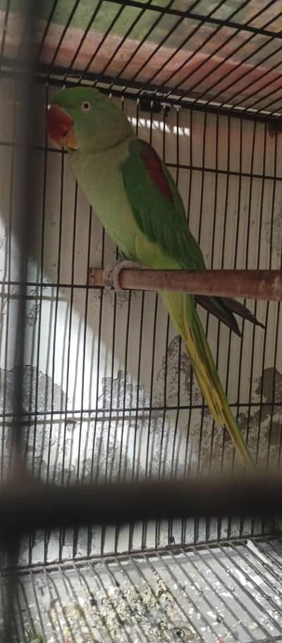 raw talking parrot