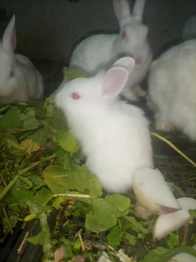 red eyes rabbit babies  28 piece hian. one piece 700 ka hai