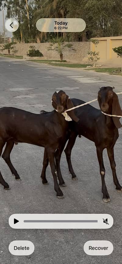 Bakray for Sale