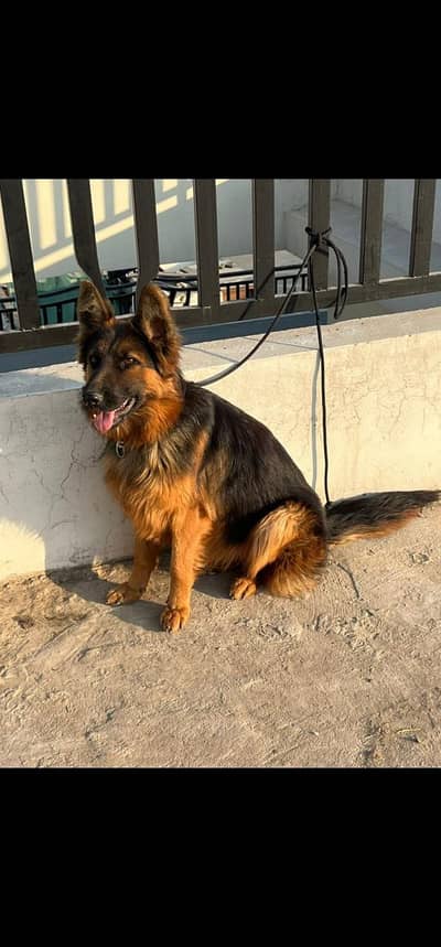 German shepherd long coat female