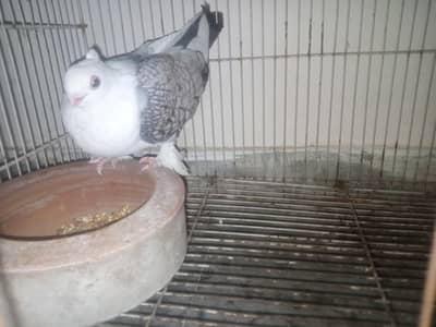 American turbit for sell at reasonable price