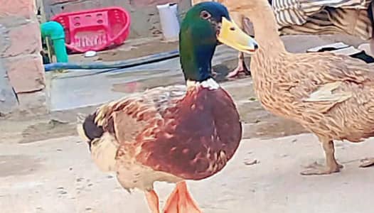 Duck Pair   0335-7509075