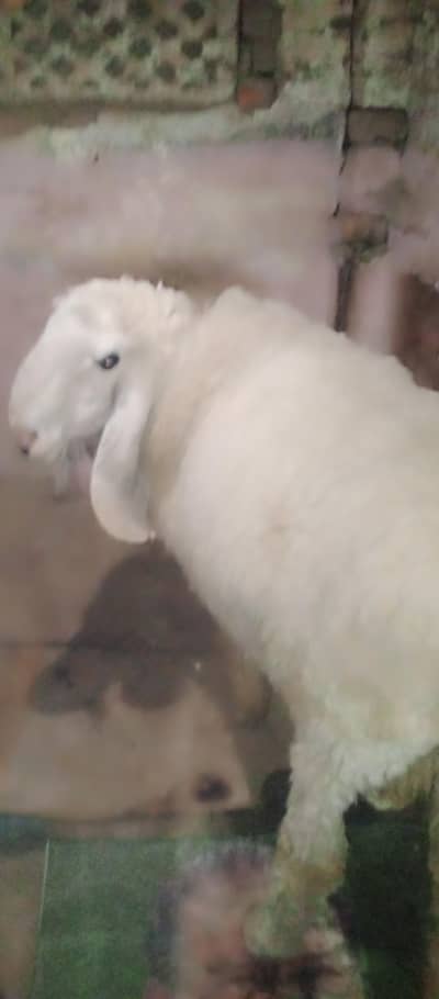 sheep