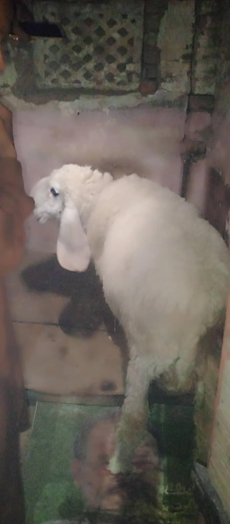 sheep 1