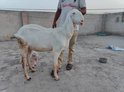 03/35/17/79/29/0 Heavy weight long height Bakri for Qurbani