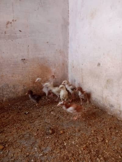 Pure aseel chicks