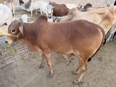 Cow for sale Qurbani