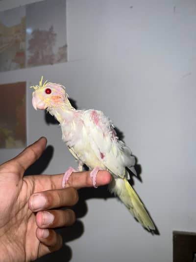 Quality Handtamed Cocktails + Handtamed Australian Budgies