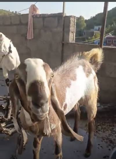 Qurbani ka janwar (Call: 0309 5599 429)