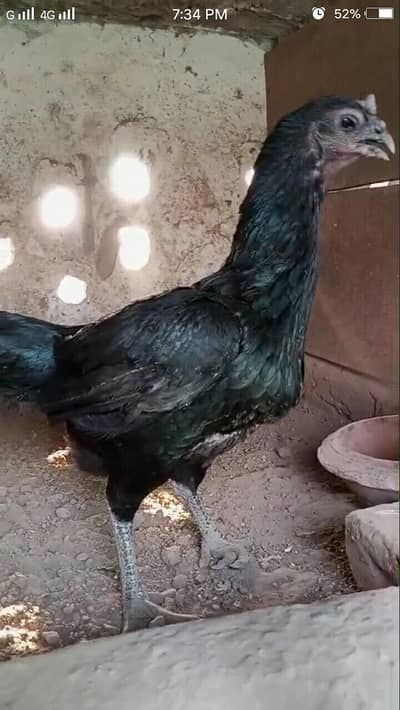 top quality pure black dragon female available