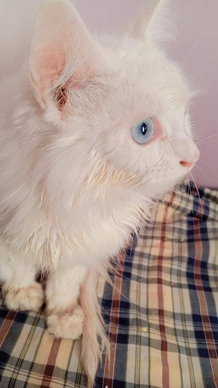 entertainment and attractive cat 2