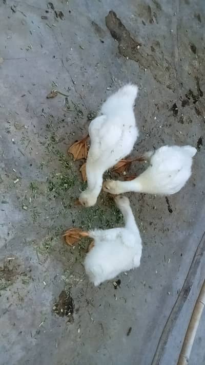 White pure long neck duck chicks