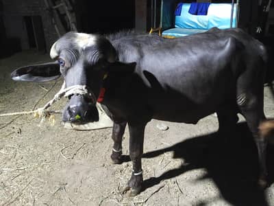 neli Ravi beautiful kata for qurbani