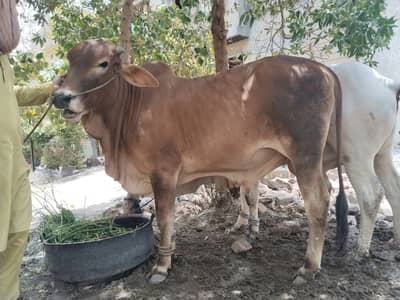 Shero for sale