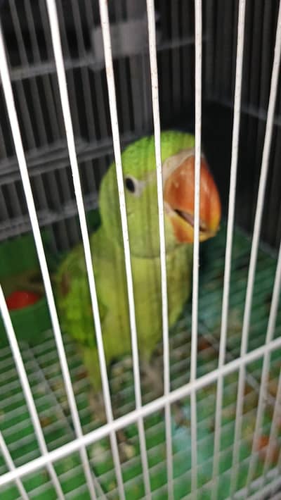 Female Raw Parrot 2 Months Old Healthy & Active 