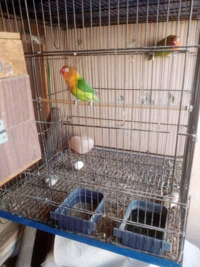 Breeder pair