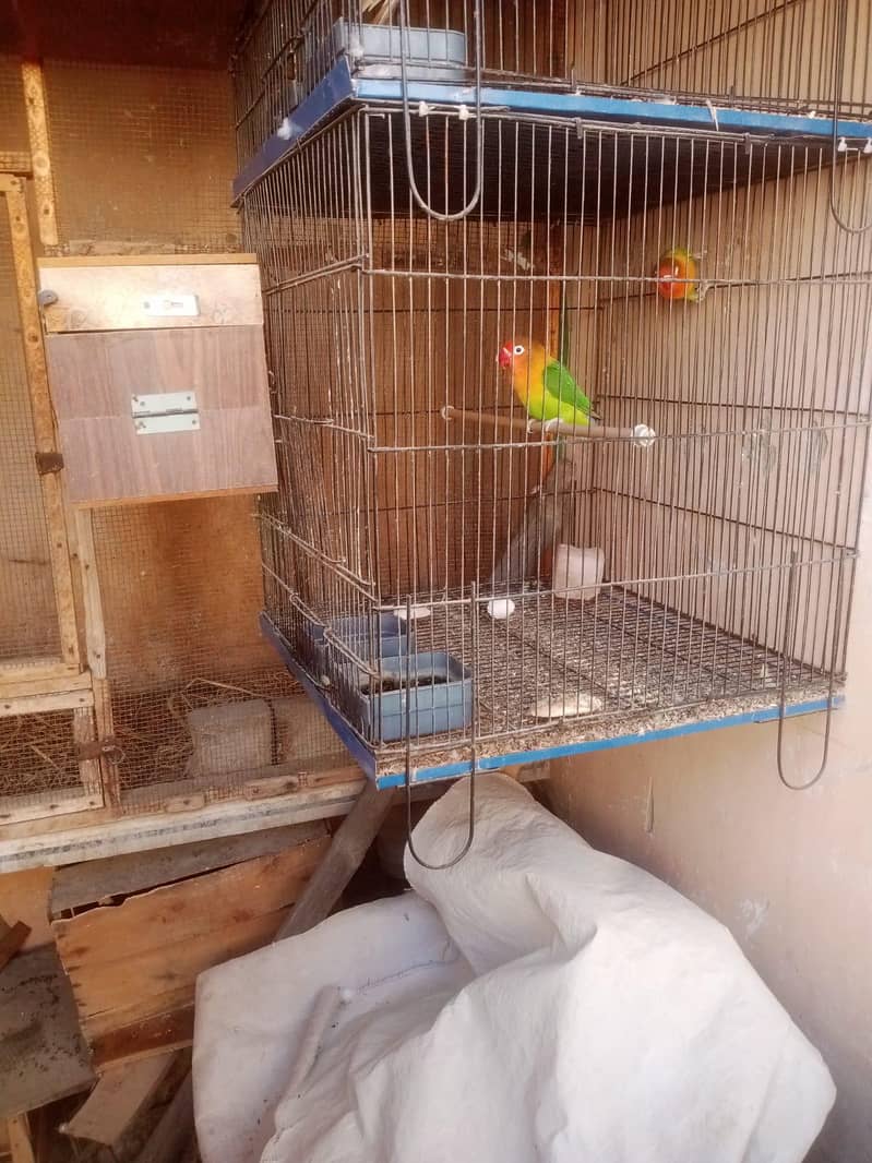Breeder pair 1
