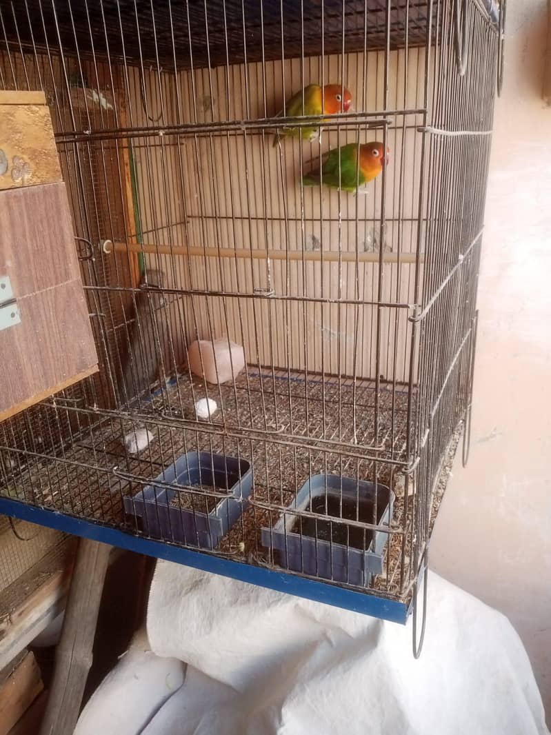 Breeder pair 2