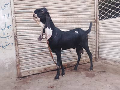 Bakra
