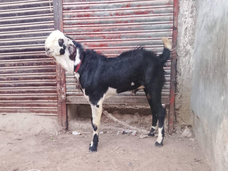 Bakra 1