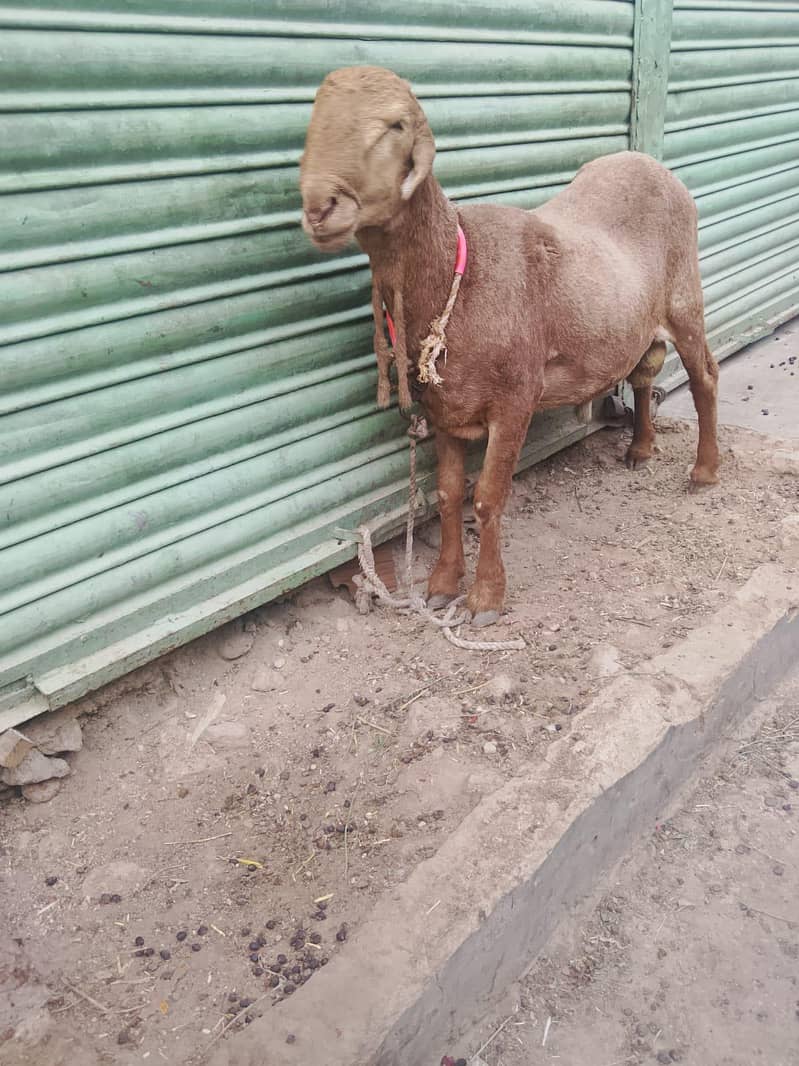Bakra 2