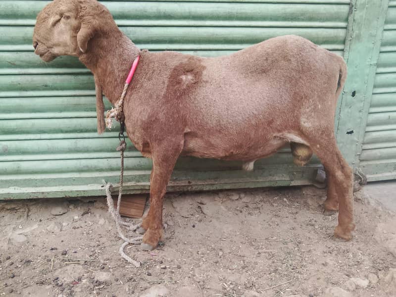 Bakra 3