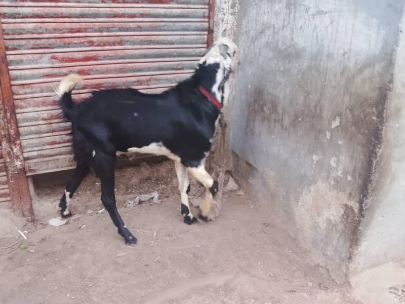 Bakra 4