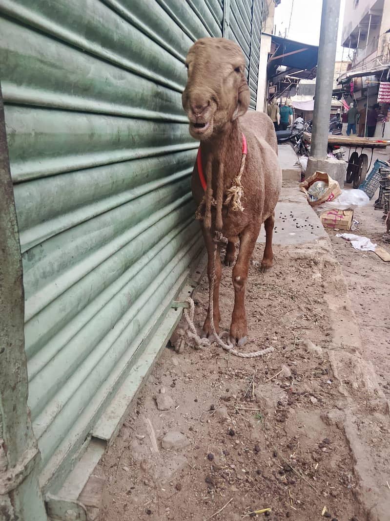 Bakra 5