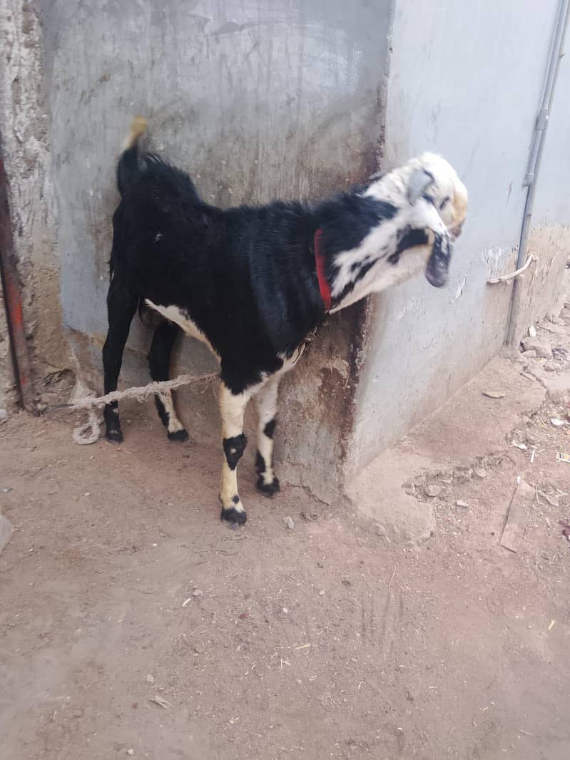 Bakra 6