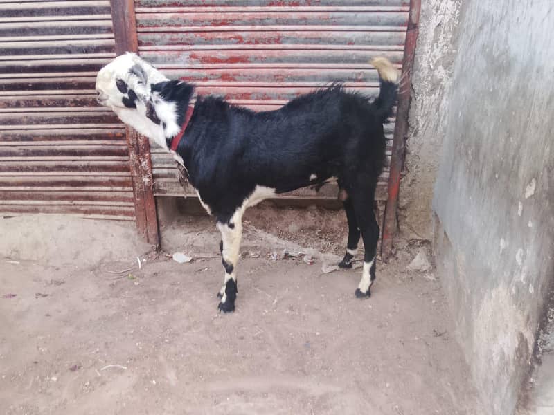 Bakra 7