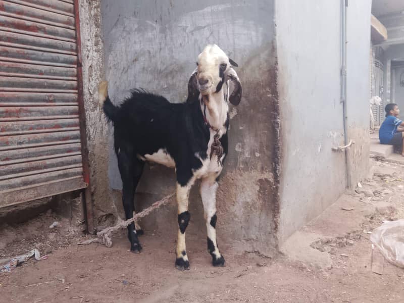 Bakra 8