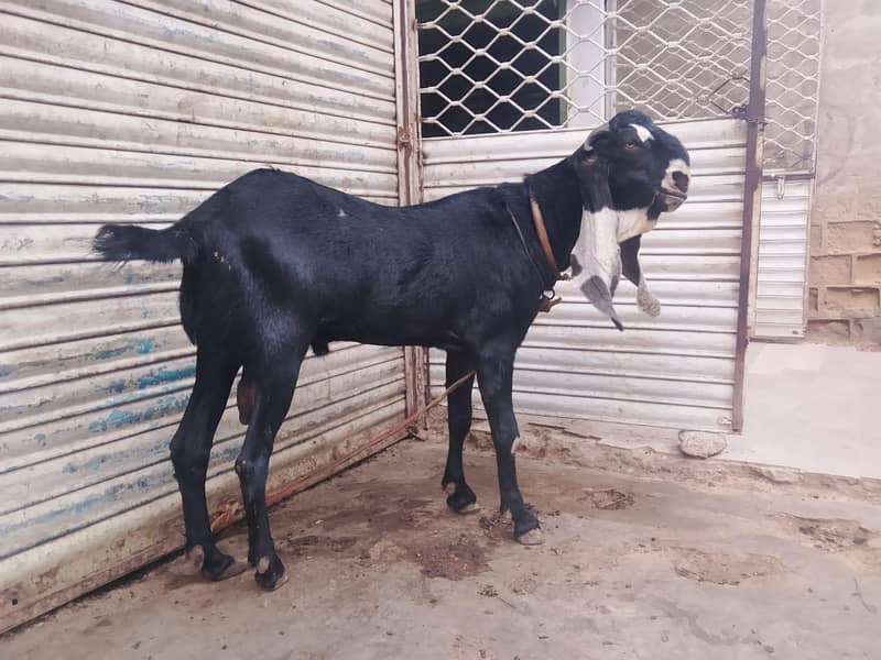 Bakra 9