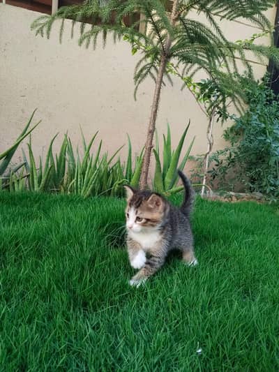 Playful Kitten